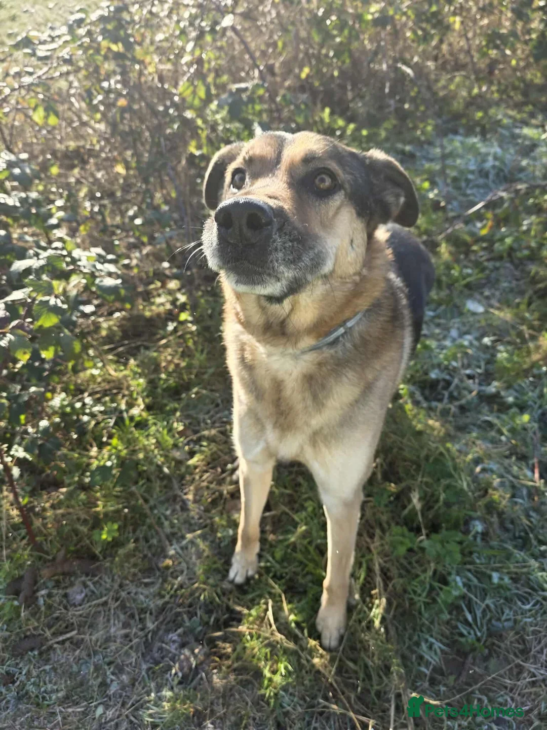 German Shepherd dogs for adoption: Bruno needs a foster or forever home - Advert 2