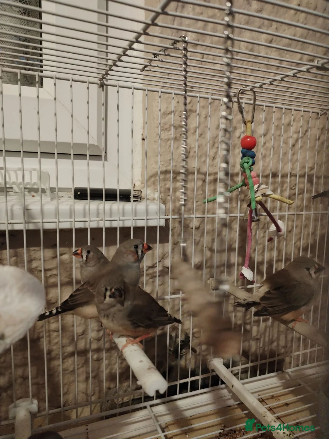 Finches birds for sale: Baby zebra finches  - Advert 2