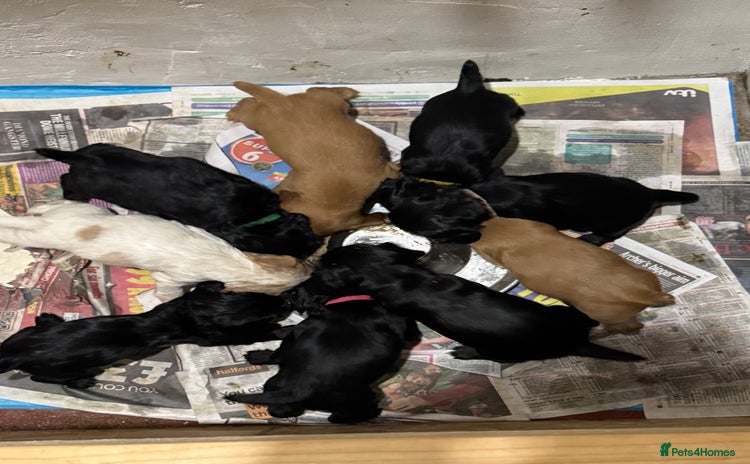 Sprocker dogs - Advert 3