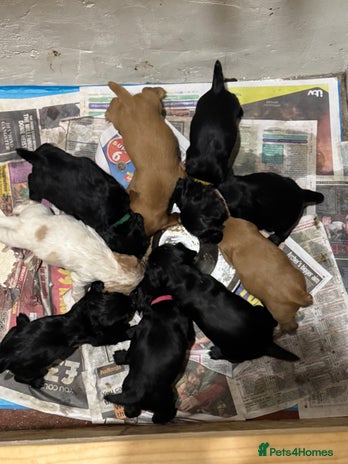 Sprocker dogs - Advert 3