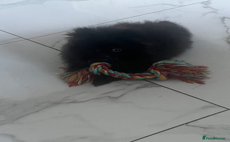 Pomeranian dogs - Advert 6