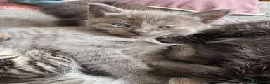 Fully grey ragdoll kitten cross (valentine)