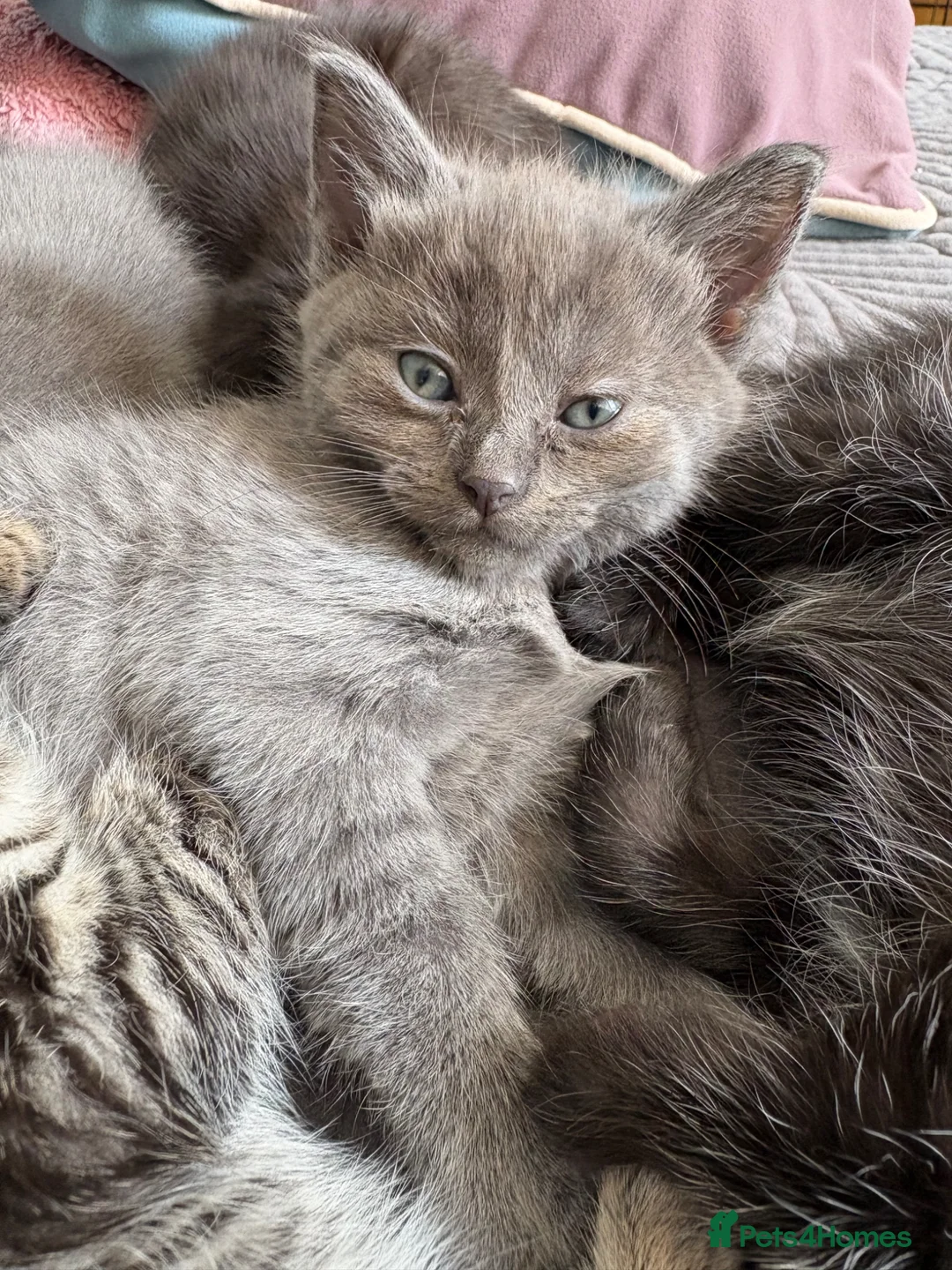 Mixed Breed cats for sale: One grey kitten left  - Advert 8