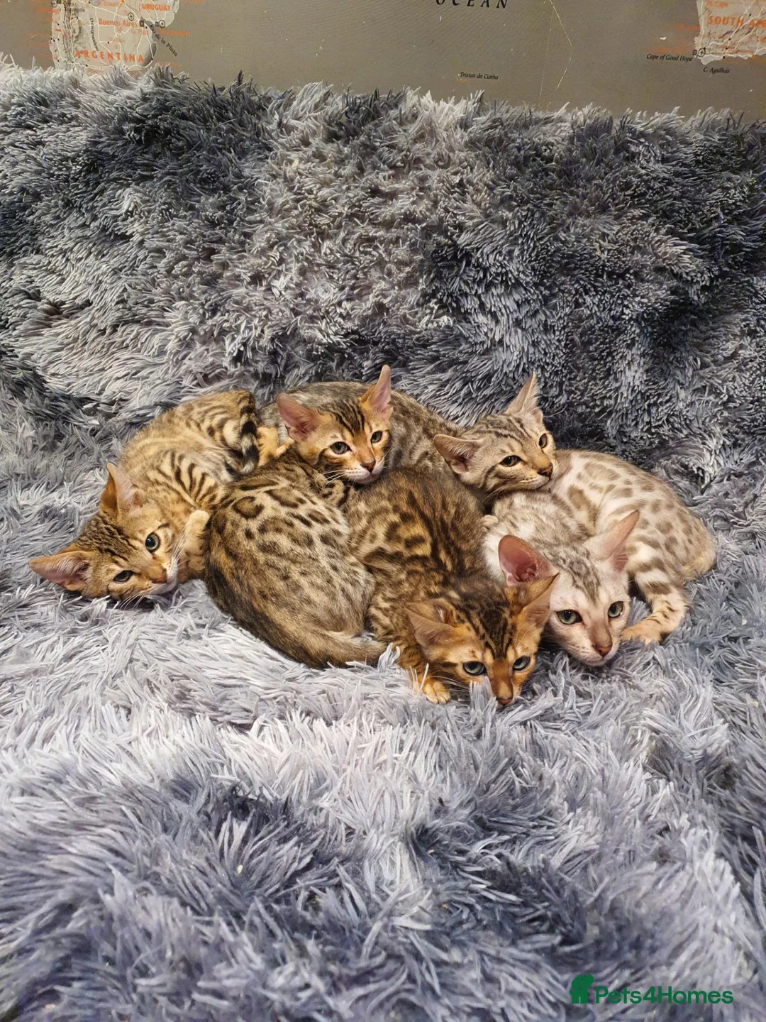 Bengal cats for sale: 🐆🐆Beautiful Pedigree Bengal Kittens🐆🐆  - Advert 1