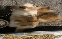 Mini Lop rabbits for sale: bonded indoor rabbits - Image 3
