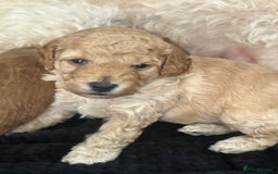 Cockapoo dogs for sale: 4 f2 cockapoos 2 males 1 female  - Image 21