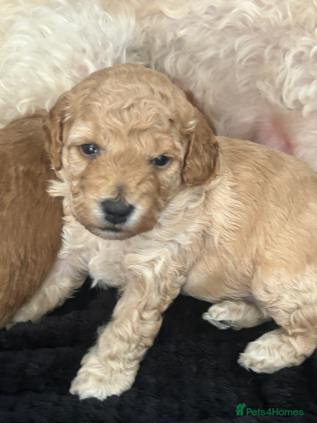 Cockapoo dogs for sale: 4 f2 cockapoos 2 males 1 female  - Image 21