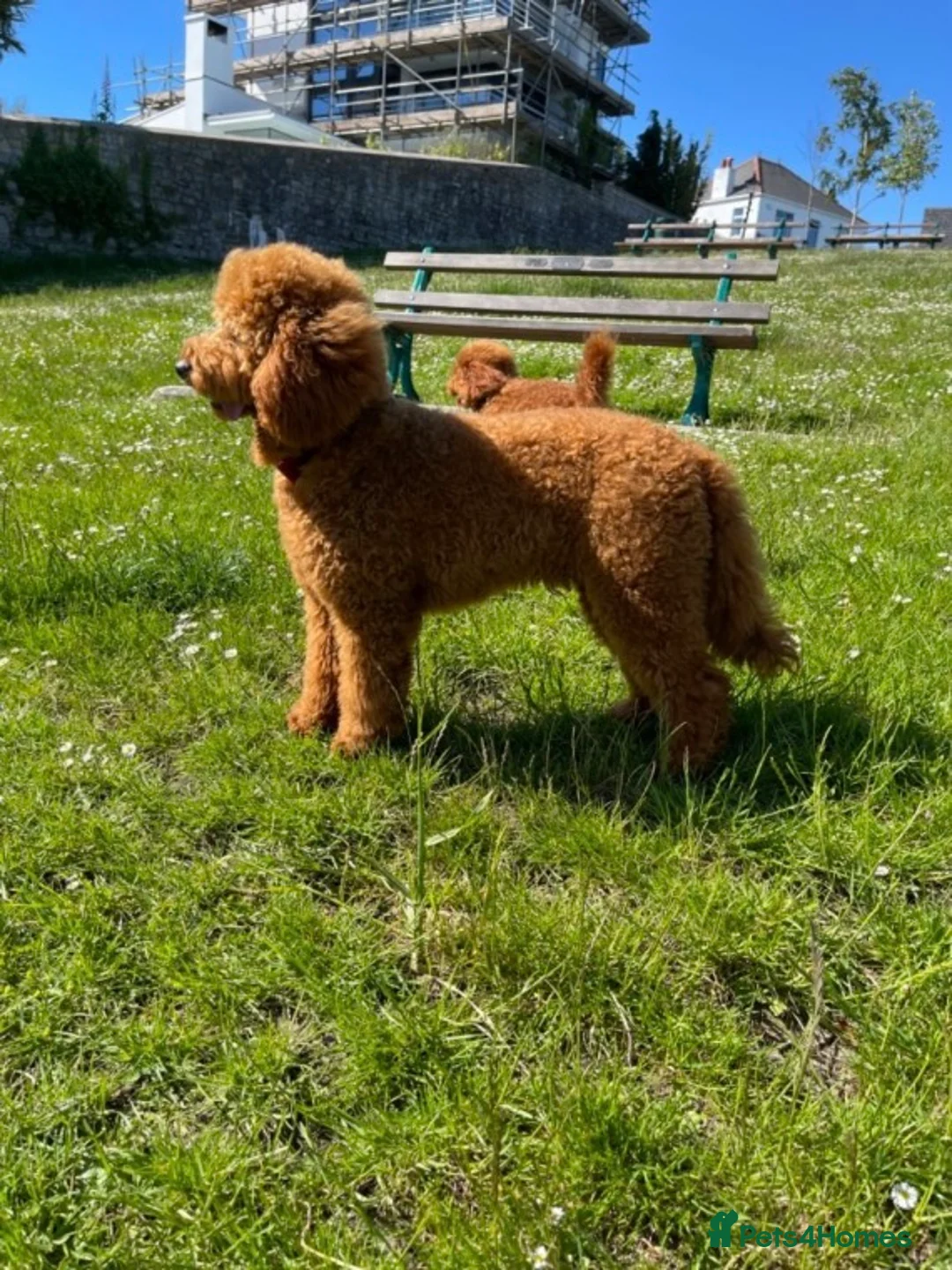 Miniature Poodle dogs for stud: Hugo. Our beautifu red boy, dna full clear panel.  in Porth - Advert 2