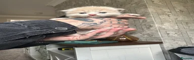 Perdoll Kitten 1