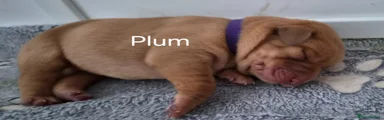 Labrador Retriever Puppy 4(plum)