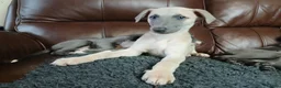 Whippet dogs for sale: High Quality Whippet pups Crufts - Advert 17