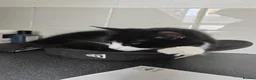 Mixed Breed cats for sale: Female cat  - Advert 3