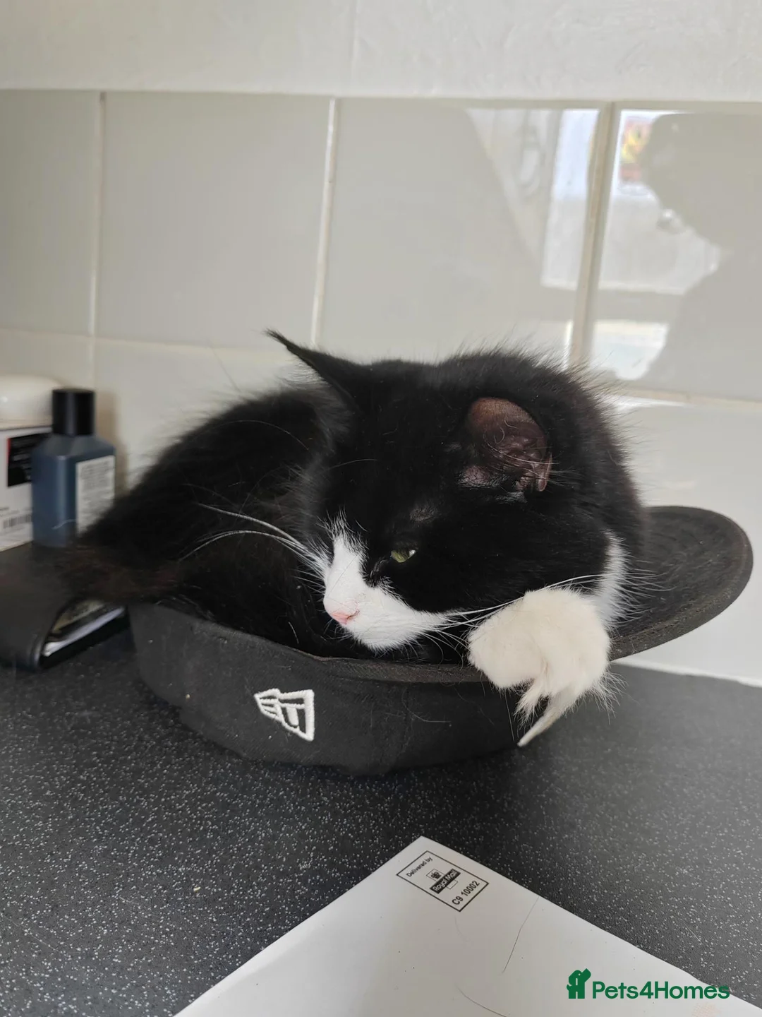 Mixed Breed cats for sale: Female cat  - Advert 3