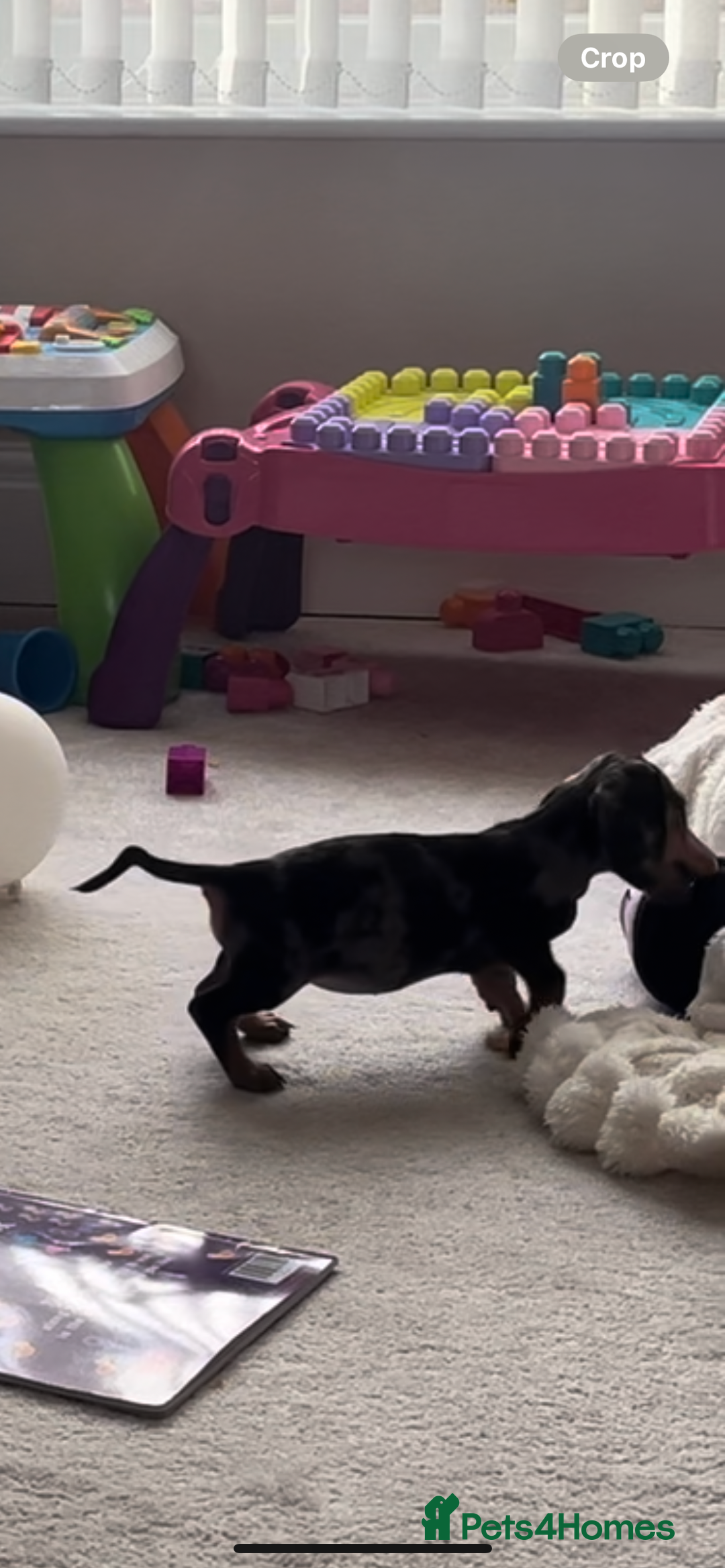 Miniature Dachshund dogs for sale: 14 Week Old Mini Dachshund  - Advert 3
