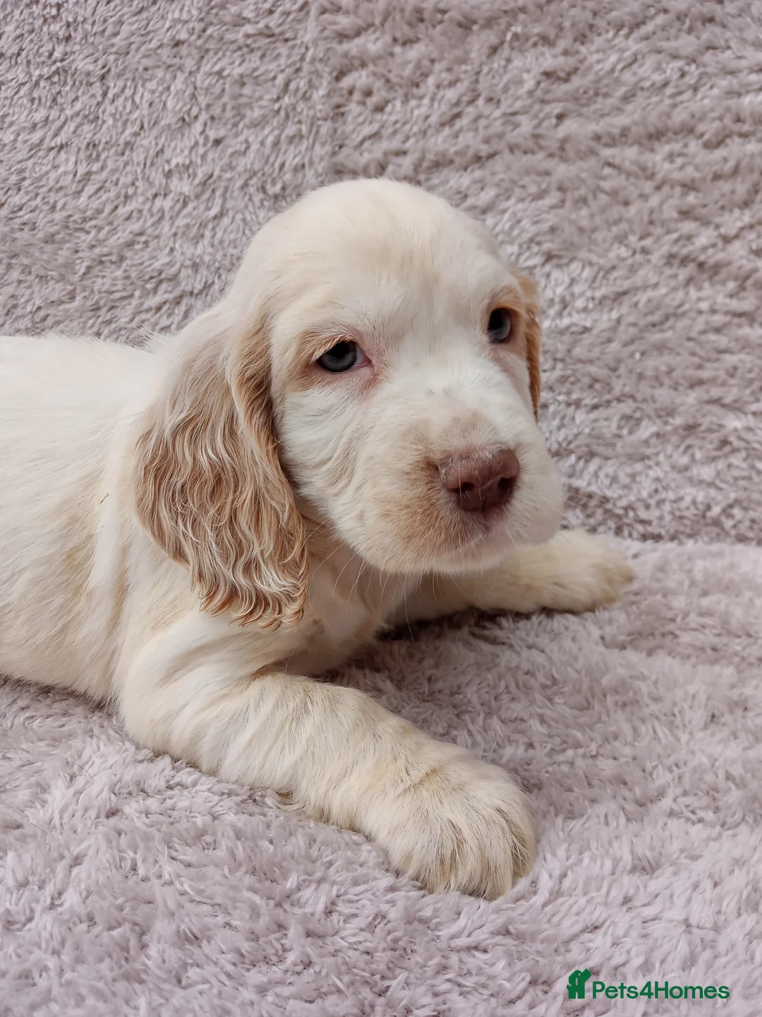 Cocker Spaniel dogs for sale: Cocker spaniel puppies. - Advert 8