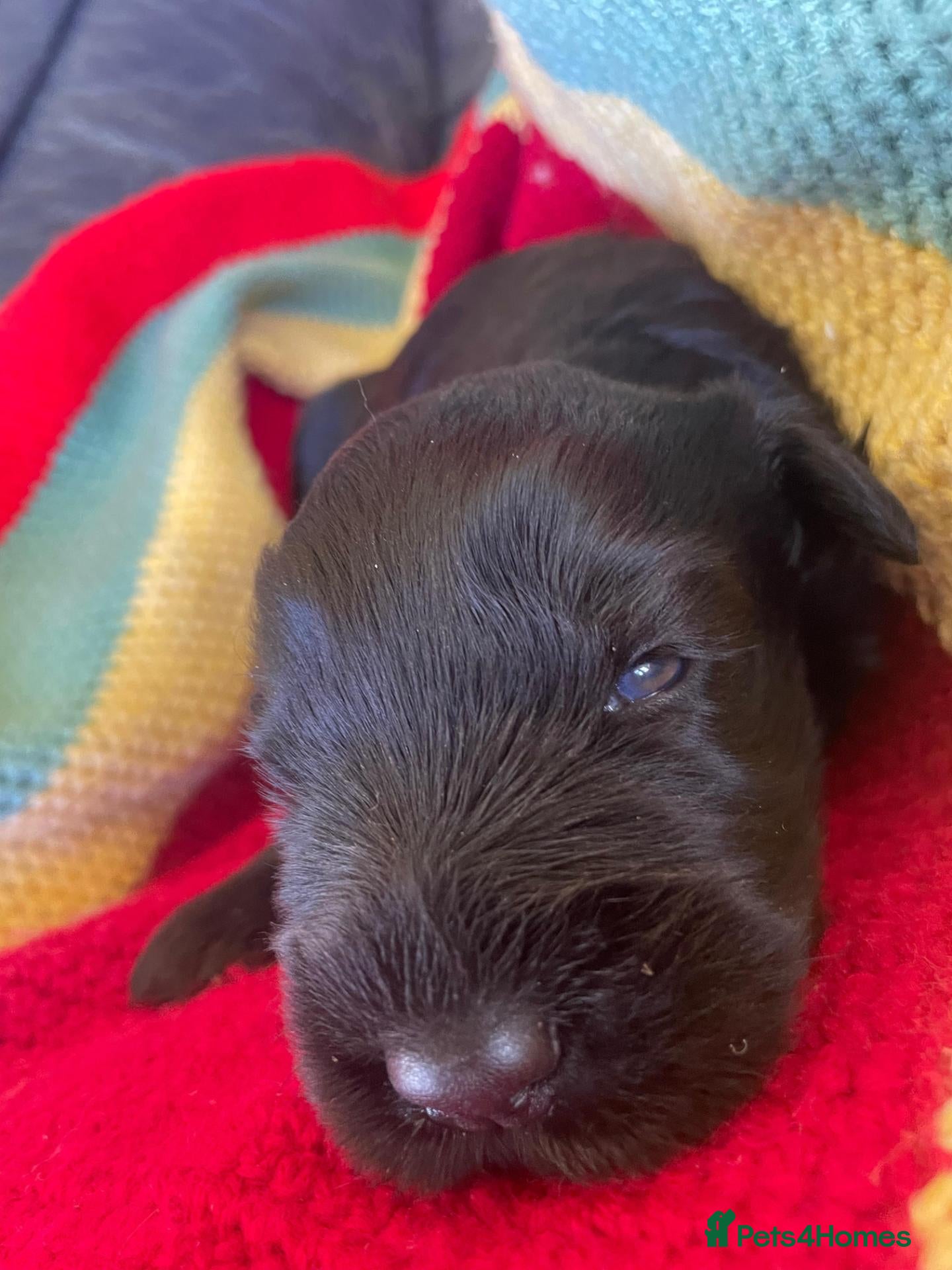 Russian Black Terrier dogs Black Russian Terrier Puppies - Advert 2