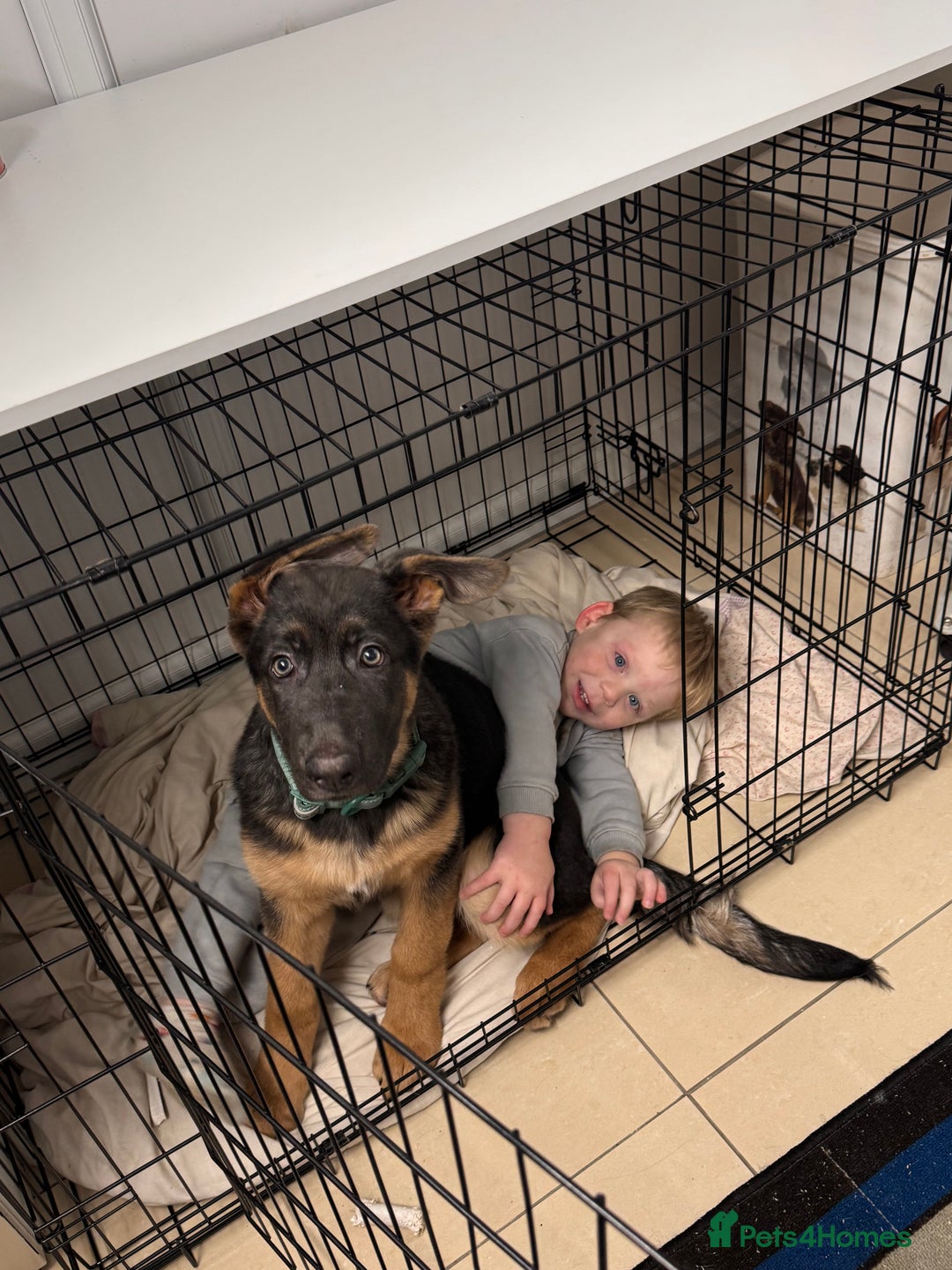 German Shepherd dogs for sale: 15 week old German Shepherd Puppy - Advert 2