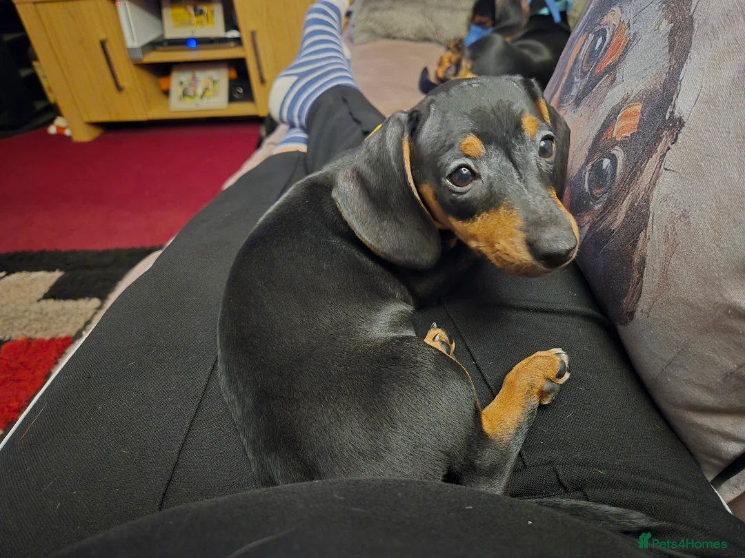 Dachshund dogs for sale: Miniature Dachshund, 1 Girl Left - Advert 4