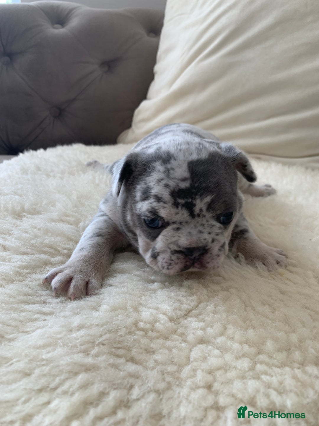 French Bulldog dogs for sale: x1 GIRL LEFT! RARE PURE BLUE MERLE TAN PUPPIES  - Advert 17