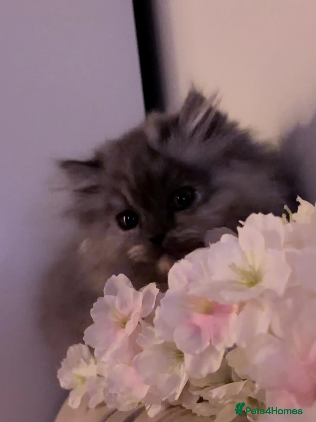 Persian cats for sale: stunning blue persian kittens ready and trained - Advert 4