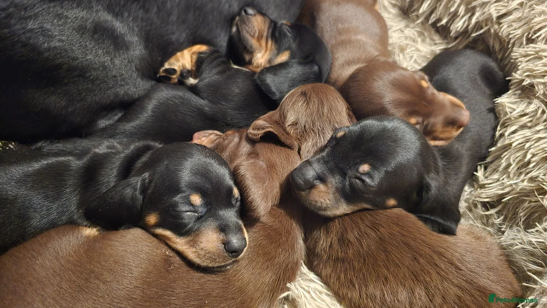 Dachshund dogs for sale: 7 beautiful dachshund puppies  in Deeside - Advert 1