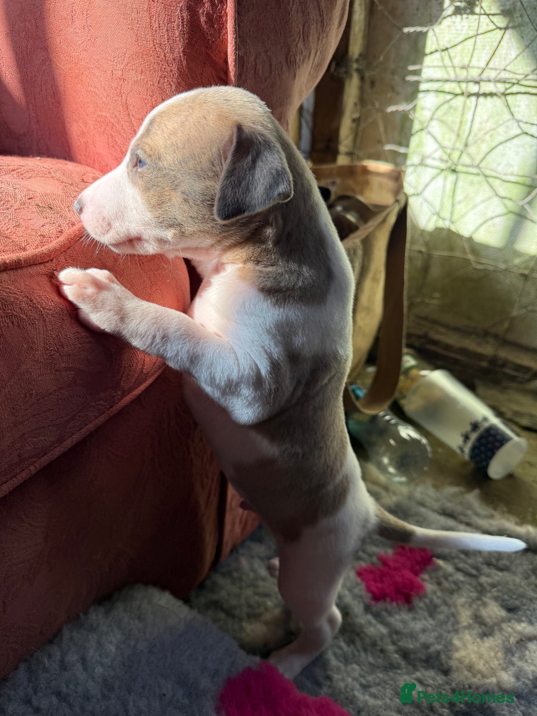 Mixed Breed dogs for sale: Whippet x greyhound puppies  - Image 17