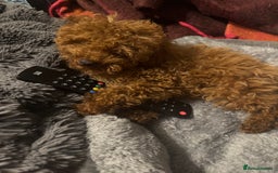 Toy Poodle dogs for sale: Red KC Toy Poodle Puppies. Ready Now!!  - Image 4