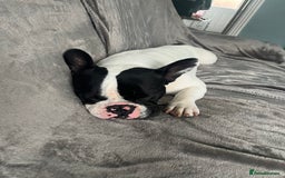 French Bulldog dogs for sale: French bulldog  - Image 1