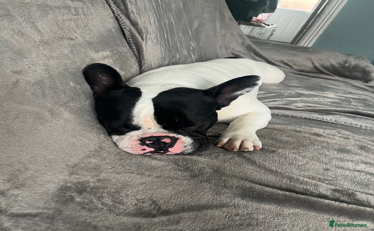 French Bulldog dogs - Advert 7