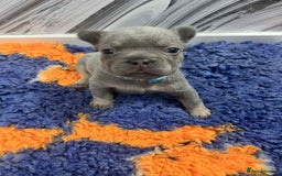 French Bulldog dogs for sale: French bulldog puppies - Image 2