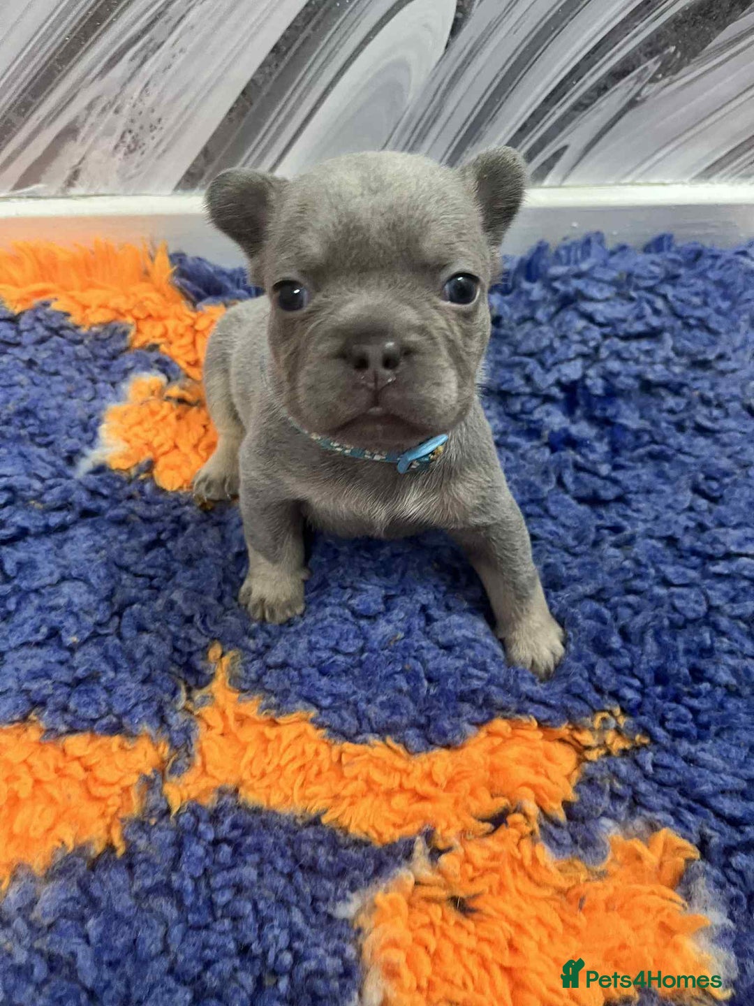 French Bulldog dogs for sale: French bulldog puppies - Image 2