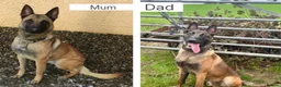 Belgian Shepherd Dog dogs for sale: Belgium Malinois - Advert 26