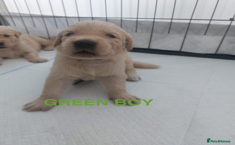 Golden Retriever dogs - Advert 5