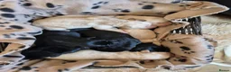 Labrador Retriever dogs for sale: Pedigree Labrador Puppies ready 10th September  - Advert 16
