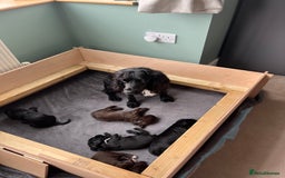 Sprocker dogs for sale: Sprocker spaniel puppy  - Image 4