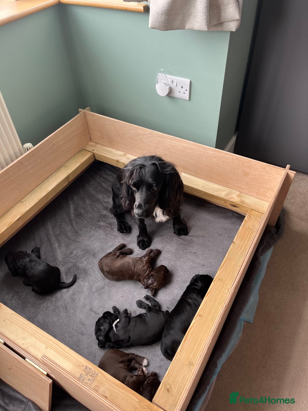 Sprocker dogs for sale: Sprocker spaniel puppy  - Image 4
