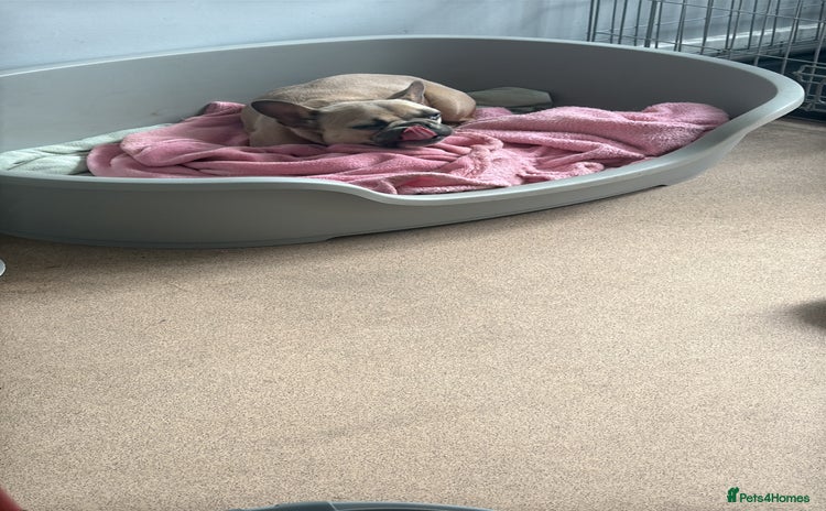 French Bulldog dogs - Advert 5