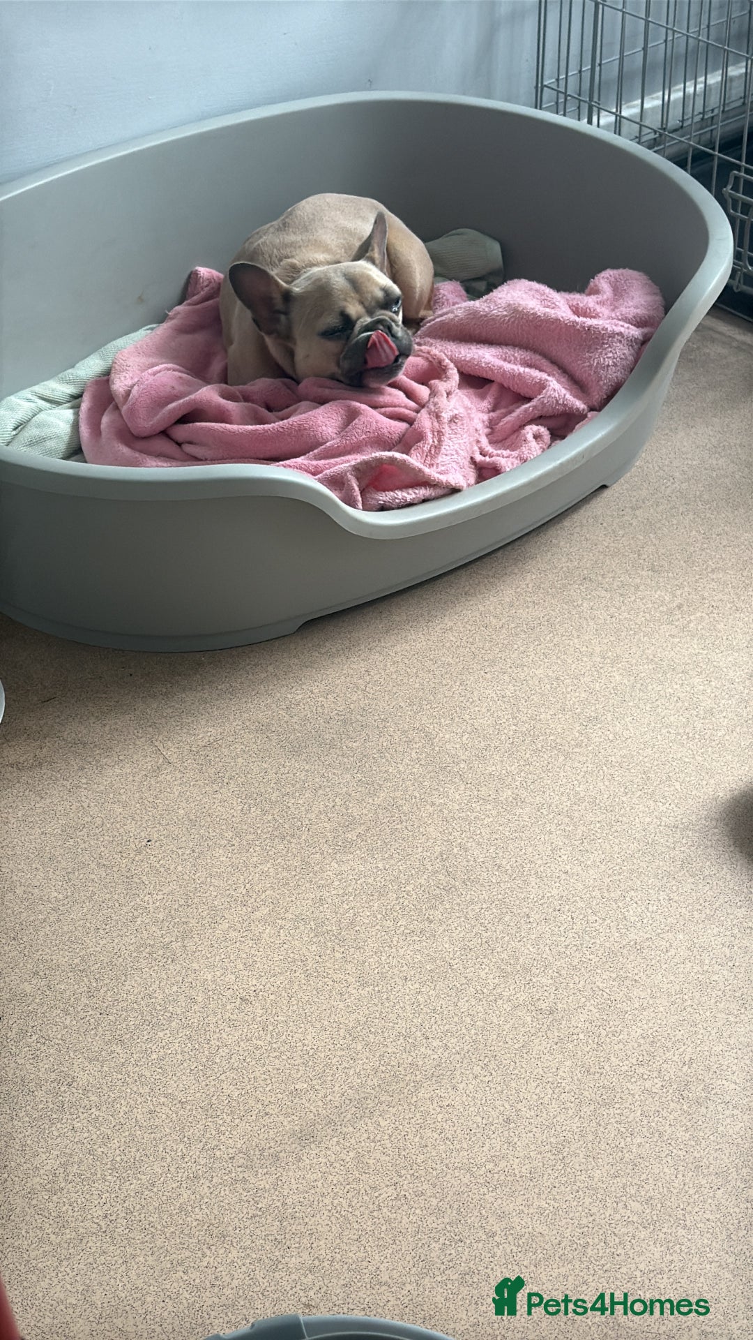 French Bulldog dogs for sale: 1 year female French bulldog  - Image 1