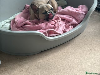 French Bulldog dogs - Advert 3