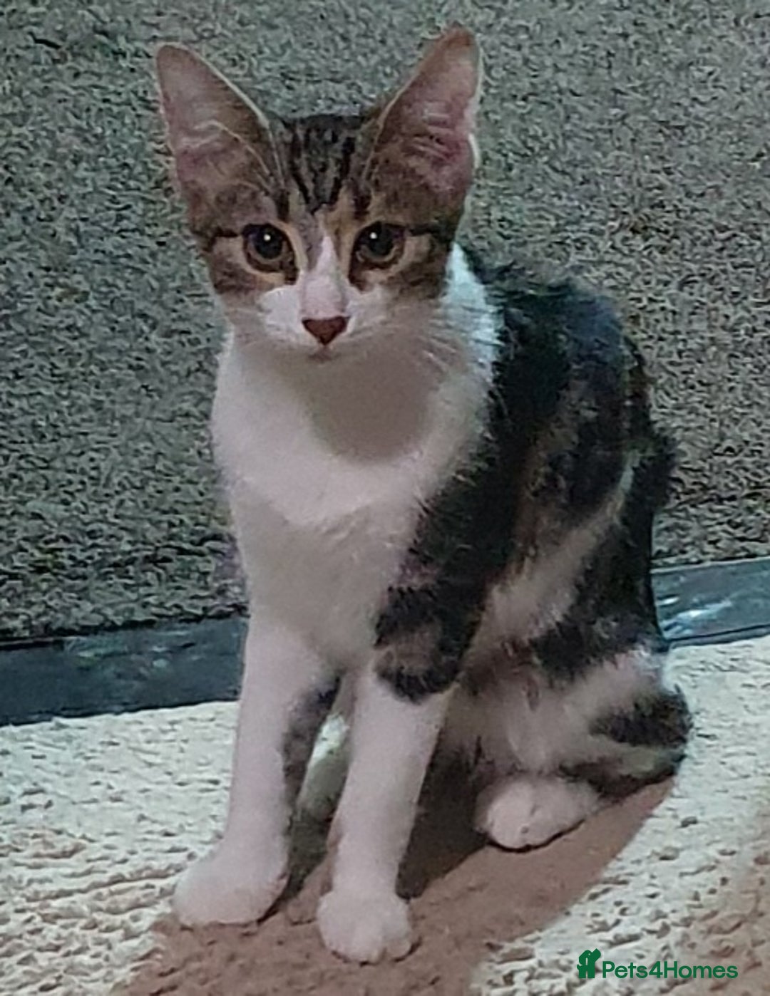 Mixed Breed cats for sale: MALE KITTEN FOR A LOVING HOME  - Image 4
