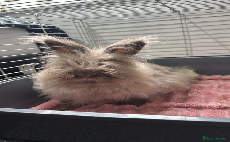 Lionhead rabbits - Advert 1