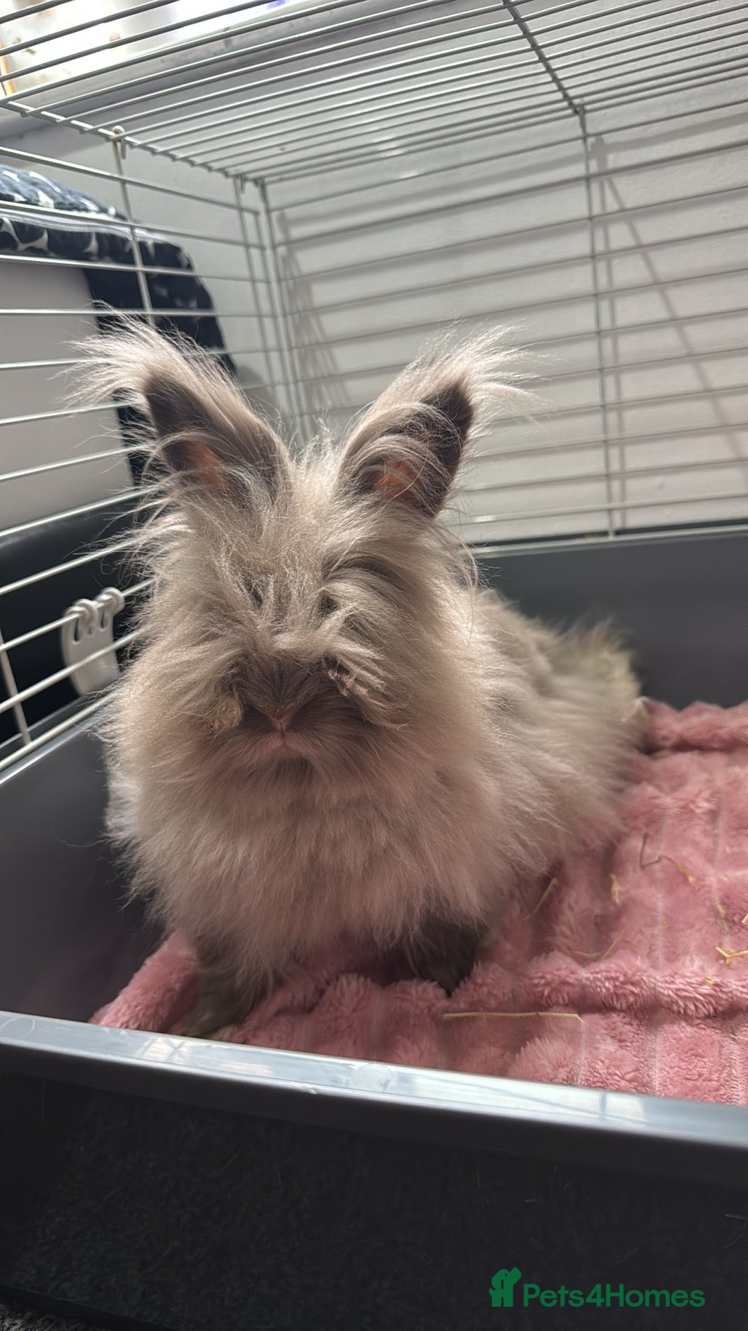 Lionhead rabbits for sale: Female lion head bunny  - Image 1
