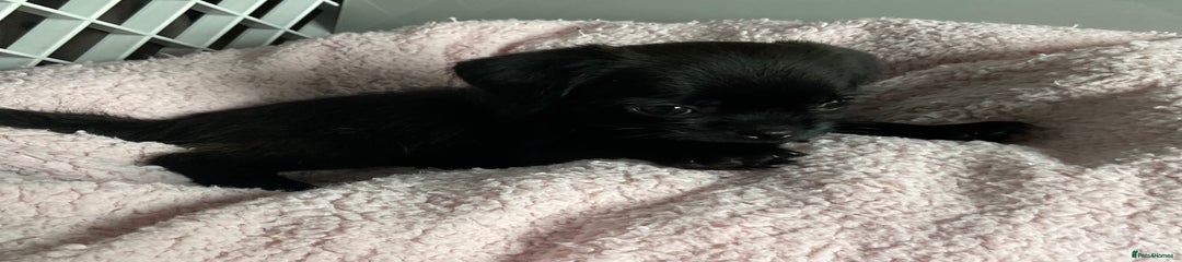 Mixed Breed Puppy 5