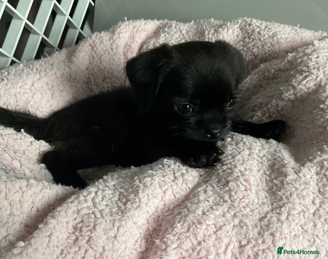 Mixed Breed dogs for sale: ADORABLE LITTER OF SHIH TZU/CHIHUAHUAS - Image 15