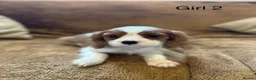 Cavalier King Charles Spaniel dogs for sale: Beautiful Cavalier King Charles Spaniel puppies - Advert 13