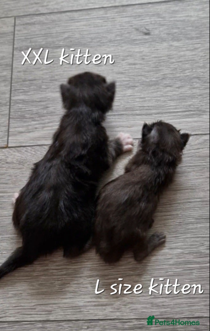 Maine Coon cats Pedigree XL mainecoon kittens  - Advert 2