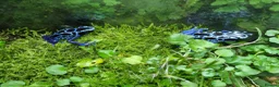 Frog reptiles for sale: Two Adult Koetari River Dart Frogs Sisters - Advert 6