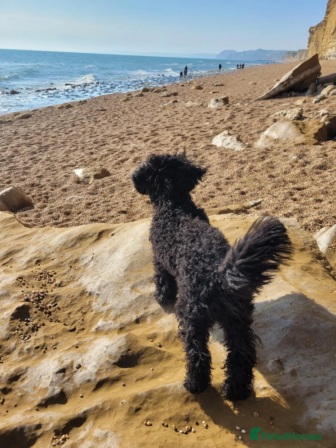 Jackapoo dogs for stud: Frank in Yeovil - Advert 10