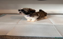 Shih Tzu dogs for sale: 5 gorgeous Shih Tzu puppies - Image 17