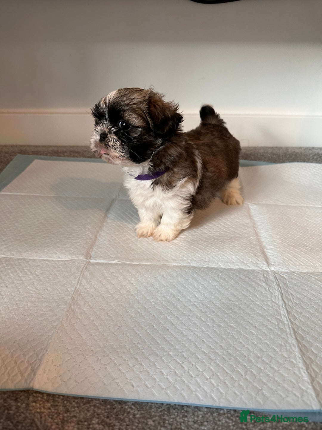 Shih Tzu dogs for sale: 5 gorgeous Shih Tzu puppies - Image 17